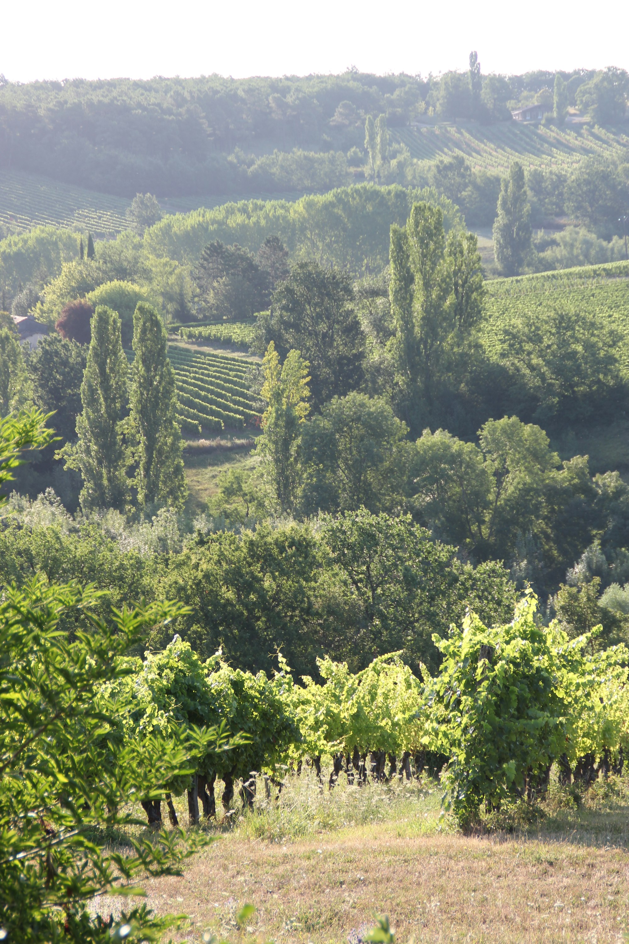 Vingt-deux hectares, deux cépages
